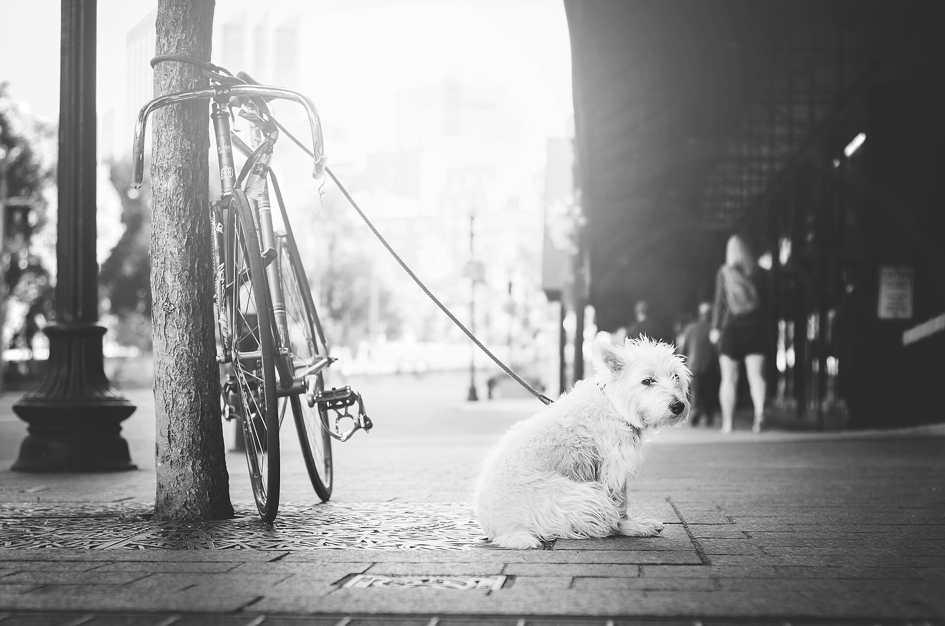 A dog on a leash waiting on a city pavement